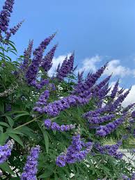 Image result for Vitex mombassae