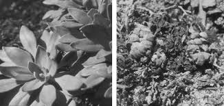 Image result for Xerophyta scabrida