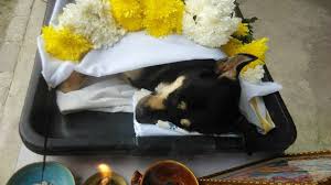 Every time the wind blows and i hear those beautiful chimes, i get the opportunity to remember my i have this frame on my kitchen counter near my refrigerator so every time i am cooking i can remember our great times together. Pets In Peace Malaysia Pets Cremation Services
