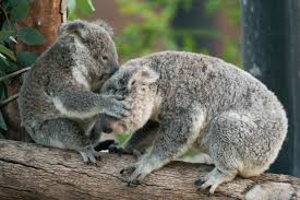 The only time anybody can get one is when they are operators of suitably authorized zoos, scientists who are experimenting or trying to. Koala Bears As Pets Pet Ponder