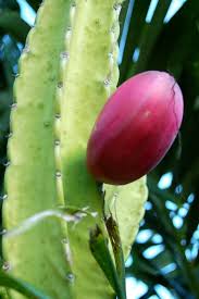If picking your own, be sure to wear thick gloves when removing the glochids. Red Cactus Fruit Tastes Like Sugar A Photo On Flickriver
