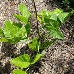 Image result for Erythrina sacleuxii