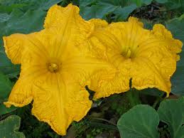 Image result for Cucurbita moschata