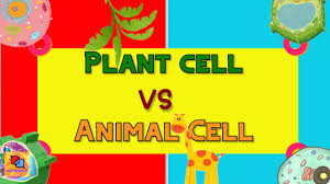 Animal cell and plant cell youtube. Difference Between Plant Cell And Animal Cell Differenceit Youtube