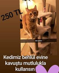 Alpi Kedi Tirmalama Evi Ve Oyun Platformlari Kedi Evi Fiyat 250 00 Tl Yukseklik 140 Cm Yuva Olcusu 30x30 Instagram Posts Instagram Cats