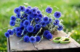 Only The Beginning Love N Fresh Flowers Flower Farm Blue Flowers Purple Garden