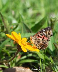 Image result for Aspilia mendoncae