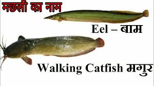50 Fish Names In English And Hindi