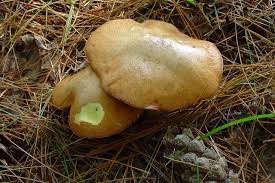 Image result for Suillus weaverae