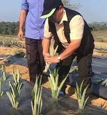 Tanah yang baik hanyalah modal utama untuk mempermudah pekerjaan. Anim Agro Technology Cara Tanam Nanas Md2