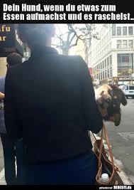 Dein Hund Wenn Du Etwas Zum Essen Aufmachst Und Es Hunde Lustige Bilder Witze