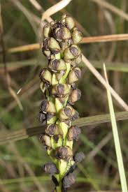 Image result for Corycium dracomontanum