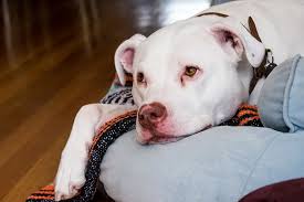 Image result for Metaldehyde Poisoning