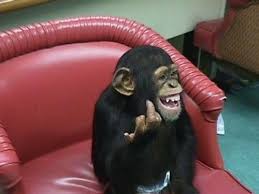 Bird That Sounds Like A Monkey Laughing Chimp Flips The Bird Baby Pigs Your Pet Funny Animal Videos