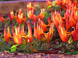 Image result for Lotus berthelotii