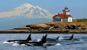 Take a whale watching tour leaving from port townsend for short transit times and long whale watching enjoyment. Images Bba93cd1519fd9f2dcebf420a2d788dd Index Port Townsend San Juan Island With Whale Wat San Juan Islands Washington Pacific Northwest Travel San Juan Island