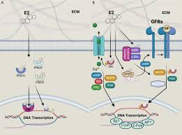 Image result for Tissue-selective Estrogen Complex