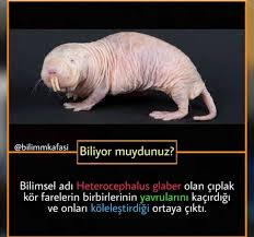 Sari Kola Adli Kullanicinin Farkli Bilgiler Panosundaki Pin 2020 Biliyor Muydunuz Komik Internet Fenomenleri Bilgelik Alintilari