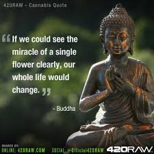 We have collected these amazing gautama buddha quotes and sayings, read on and be inspired all the teachings of buddha are now collectively known as buddhism, which we consider a religion. If We Could See The Miracle Of A Single Flower Clearly Our Whole Life Would Change Buddha Officia Buddha Quotes Inspirational Buddhism Quote Buddha Quote