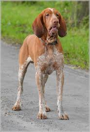 Image result for italský krátkosrstý ohař