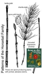 Image result for Equisetaceae