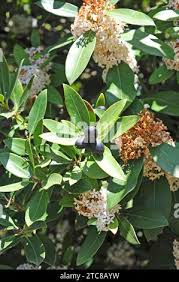 Image result for Acokanthera oblongifolia