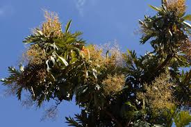 Image result for Bocconia arborea