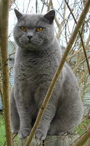 Our british shorthair kittens for sale are not demanding pets. British Shorthair Wikipedia