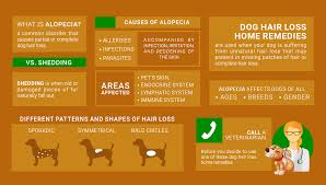 The secondary cause of dog hair loss is when the dog bites, rubs, scratches, chews or grooms excessively. Dog Hair Loss Home Remedies Top Dog Tips