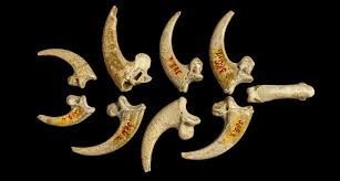 Check spelling or type a new query. Cache Of Eagle Claws Points To Neandertal Jewelry Making Science News