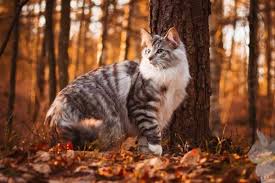 Kucing hutan ini murni hasil rescue dari hutan, yang di temukan saudara saya yang sedang berburu burung. Kucing 101 7 Fakta Norwegian Forest