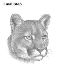 How To Draw A Cougar Head Detail Video Step By Step Pictures Learn how to draw cougar pictures using these outlines or print just for coloring. how to draw a cougar head detail