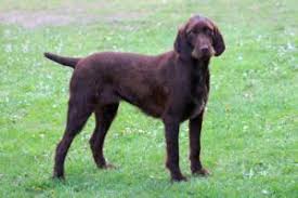 December 6th, 2016 by jon paws. Training A Pudelpointer Puppy Are Pudelpointer Easy To Train Pet Net Id