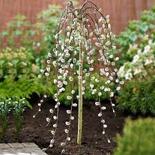 Maybe you would like to learn more about one of these? Salix Caprea Pendula Tree Kilmarnock Willow Trees Garden Plants