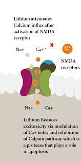 See full list on explore.globalhealing.com Lithium S Mechanism Of Action A Synopsis And Visual Guide