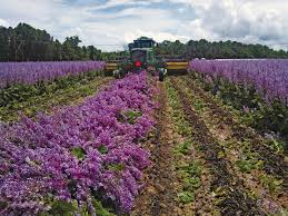 Whether it's ingesting with edibles, vaped, rubbed onto your skin with topicals or via suppositories (yes, that's a thing), cannabis doesn't have to only be smoked. Farming A Flower To Help Fragrance Last Longer