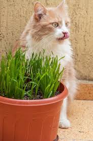 20 sweet reasons why cats are the best pet you can have. 5 Plants Your Cats Can Eat Catster