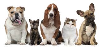 Group of cats and dogs in front of white background. 20 Little Known Facts About Cats And Dogs