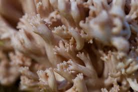 Image result for Clavulina cinerea