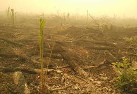 Dansatgas Kalteng Total Lahan Terbakar Hingga 106 Hektar Alam Hutan Tanaman