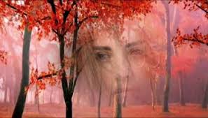 Watch the video for donna donna mia from toto cutugno's cantando for free, and see the artwork, lyrics and similar artists. Toto Cutugno Donna Donna Mia