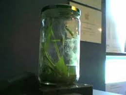 Once it spins a cocoon, you can remove any remaining leaves. Caterpillar Time Lapse Youtube