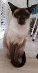 What is the temperament of Ragdoll/Siamese mix kittens ...