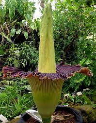 Amorphophallus titanum, species, also known as the titan arum, which has the largest unbranched inflorescence in the world. Trudy The Corpse Flower Blooms At Uc Botanical Gardens