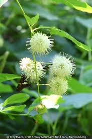 Image result for Cephalanthus