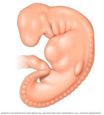 Now, new techniques are allowing scientists to learn more about this crucial how your baby grows month 1. Fetal Development The 1st Trimester Mayo Clinic