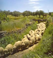 Resultado de imagen de el señor buen pastor que lleva a sus ovejas a verdes pastos y a los discípulos a descansar