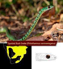 identifying the green snakes of southern africa african