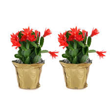 If so, can you control it? Christmas Cactus Where To Buy How To Care For Your Plant