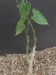 Image result for Corallocarpus bainesii
